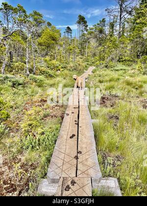 Dog in the Shorepine Bog Stock Photo