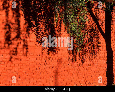 tree shadow on red brick wall Stock Photo