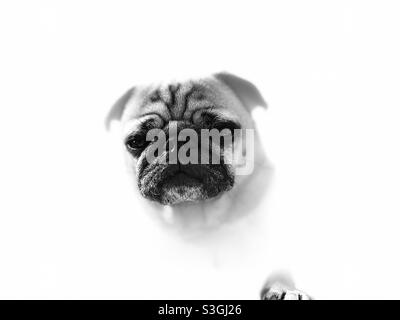 Pug sitting with paw resting on arm of chair in white & black Stock Photo