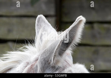 Ears of a donkey, one pointing forward, one to the side. With white fur and fine hairs against a blurred background Stock Photo