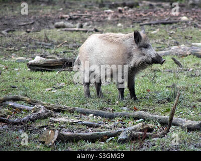 A small wild boar stands on a wood clearing in the profile Stock Photo