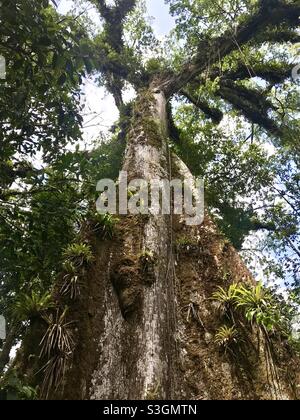 The Arbol de La Paz (Tree of Peace), in Plaza Independencia, Tupiza ...