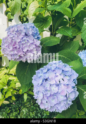 Pink blue and purple hydrangeas on a beautiful summer day. Stock Photo