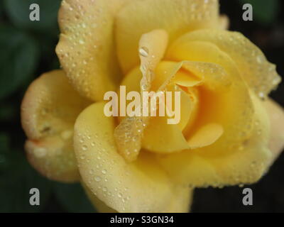 Arthur Bell Yellow Rose in the rain Stock Photo
