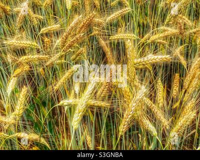 Field of wheat Stock Photo