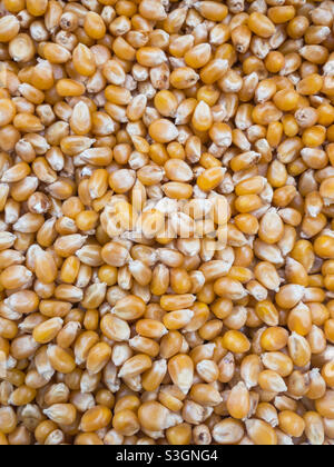 Corn seeds Stock Photo