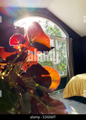 Light coming through a bedroom window and theough the leaves of a beefsteak begonia plant. Stock Photo
