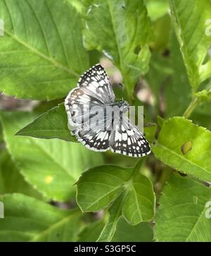 White checkered skipper butterfly Stock Photo