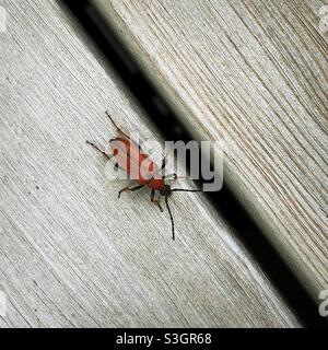 Red-Brown Longhorn Beetle (Female)