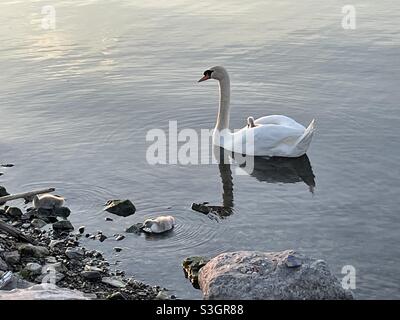 Swan carrying one of her 3 baby cygnets on the lake in the evening Stock Photo