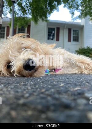 Dog tired. Low angle. A mixed breed puppy naps on the pavement outside its townhome in the suburbs of Washington, D.C. Stock Photo