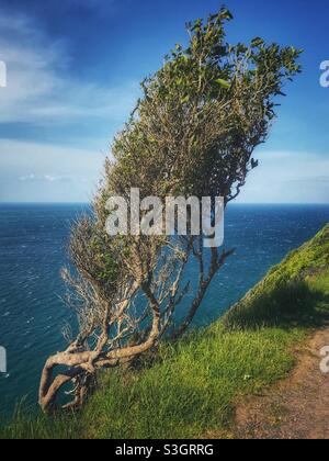 Windswept tree on a cliff top, Nugget Point, Southland region, South Island, New Zealand Stock Photo