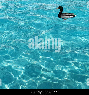 A duck swimming in a resort pool Stock Photo
