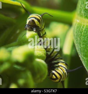 Monarch caterpillar nibbling on a milkweed bud Stock Photo