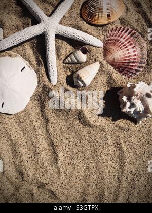 Seashells on the sand Stock Photo