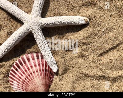 Starfish and seashell on the beach Stock Photo