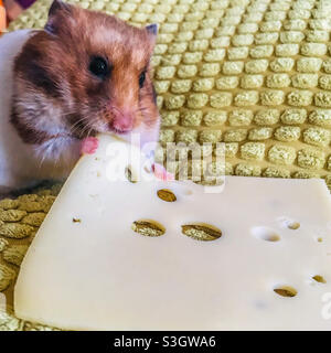 Can hamsters clearance eat cheese