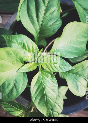 A Young Chili plant from above Stock Photo