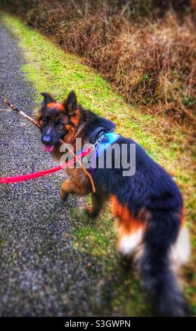 German shepherd dog carrying a stick on tarmac path with green grass and brown ferns in background. Stock Photo