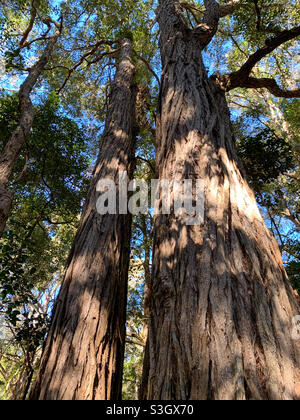 Tall trees, looking way up high into the green leafy canopy of some trees in the Australian bush, blue sky, Australia Stock Photo