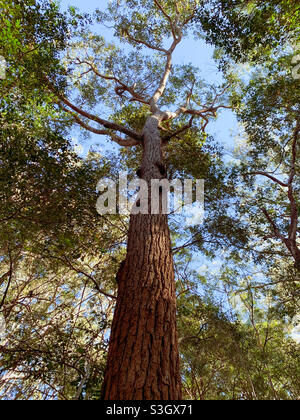 Tall trees, looking way up high into the green leafy canopy of a tree in the Australian bush, blue sky, Australia Stock Photo