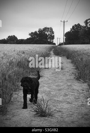 Dog in Field B&W Stock Photo