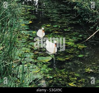 Two Swans on the River Stock Photo