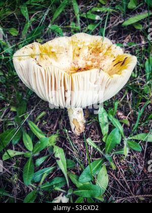 Large mushroom growing in the wild. Stock Photo