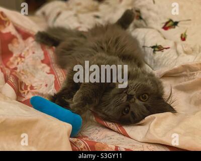 5 months old Blue Persian kitten plying with blue toy in bed. Stock Photo