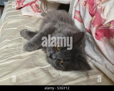 5 months old Blue Persian kitten lying on side in human bed. Stock Photo