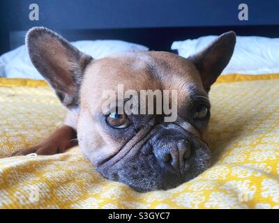 Cute French bulldog lying on bed at home, closeup Stock Photo - Alamy