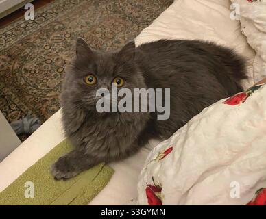 Surprised 6 months old Blue Persian kitten in bed. Stock Photo