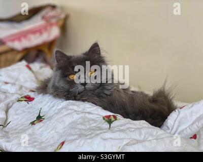 6 months old Blue Persian kitten resting on blankets. Stock Photo