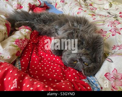 6 months old Blue Persian kitten lying with belly up in bed. Stock Photo