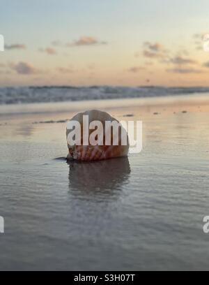 Select focus on a colorful seashell with sunset sky background Stock Photo