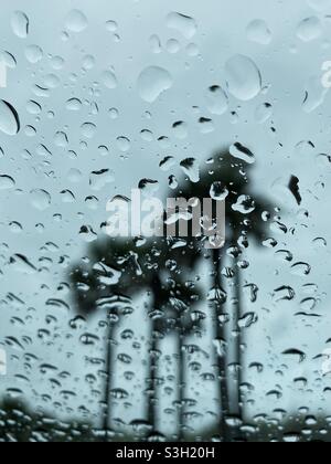 Rain drops on window with palm trees in the background Stock Photo
