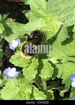 Close up of Bumble Bee with white bottom covered in pollen specks walking across leaves and blue flowers Stock Photo