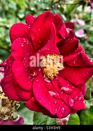 Rain drops on a Rose Stock Photo