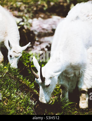 Mountain Goat Mom and Kid Stock Photo