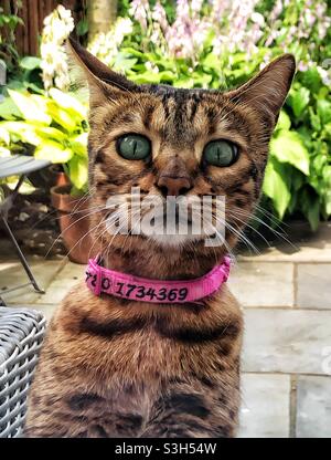 A surprised cat portrait Stock Photo