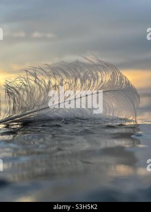 White feather on wet rock with blur sunset background over bay water Stock Photo