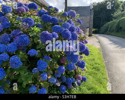 French hydrangea blue flowers on a country path Stock Photo
