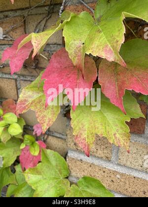 Green and red ivy on a tan brick wall, NYC,USA Stock Photo