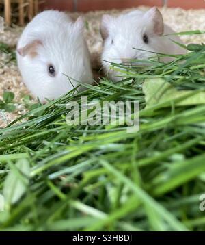 Two Small White Guinea Pigs Stock Photo