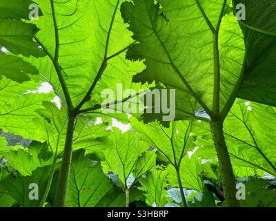 Giant Rhubarb ( Gunnera manicata). Stock Photo