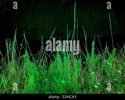 Long green grass against a dark shadow background. No people. Stock Photo