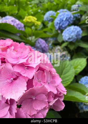 Hydrangea flowers background in pink and purple Stock Photo - Alamy