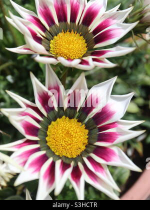 Colourful Gazania in full bloom Stock Photo