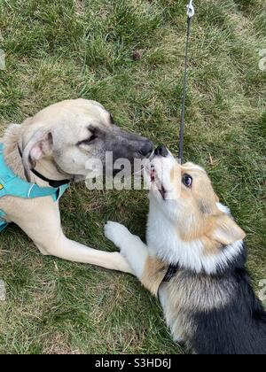 Best friends forever. Stock Photo