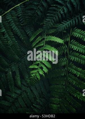 Lush dark green ferns and fronds foliage in a jungle on nature background image with copy space Stock Photo